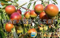 供应大荔冬枣