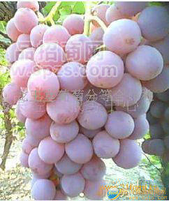 生天尼