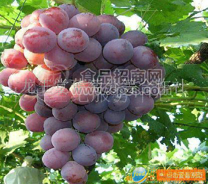 美國紅提