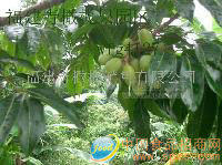 橄榄汁 橄榄原桨