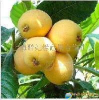 有機(jī)耕種枇杷