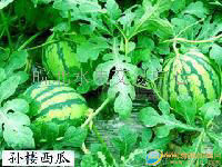 大棚西瓜