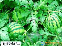 大棚西瓜