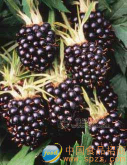 黑莓鲜果、速冻果、果浆、果粒、果泥、果酒、果汁