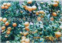 南豐蜜橘隆重招商