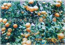 南豐蜜橘隆重招商