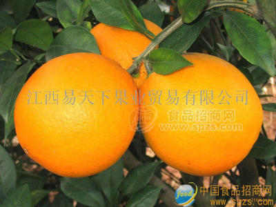 代理贛南臍橙