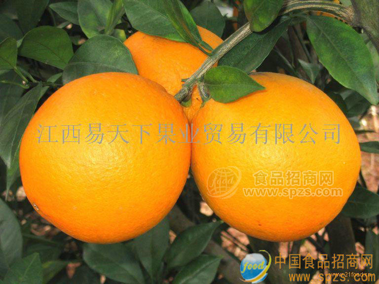 代理贛南臍橙