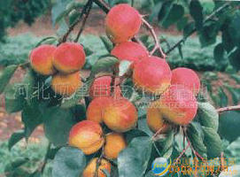 串支紅杏
