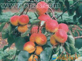 串支紅杏