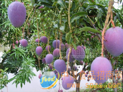 紅芒6號(hào)芒果