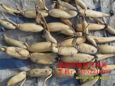 高产莲藕种泰花藕（花奇莲）