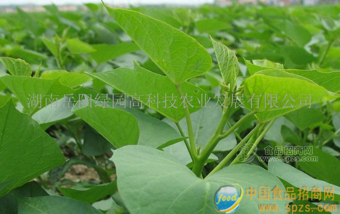 台湾番薯叶(蔬菜皇后)