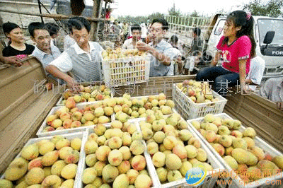 小蘋果殘次果