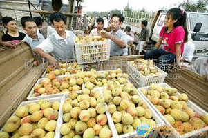 罐頭、果脯用黃桃