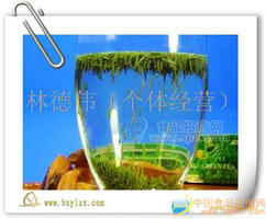 高山绿茶