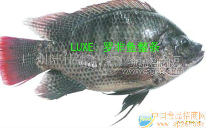 冷冻罗非鱼系列产品