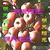 供應(yīng)山楂、紅果