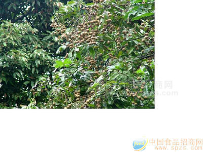 新鲜桂圆＼罐头