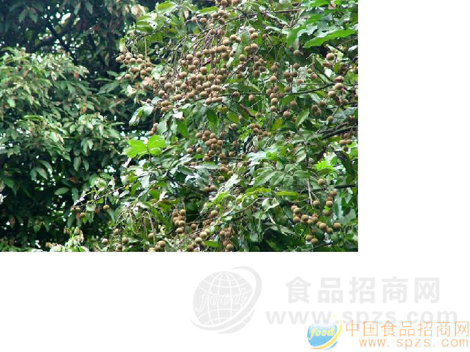 供应新鲜桂圆＼罐头