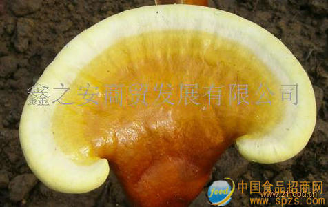 含硒金边新鲜灵芝火热招商中
