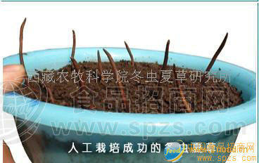 人工培育冬虫夏草