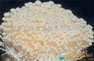 金针菇、鸡腿菇