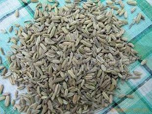 供應(yīng)出口級(jí)小茴香、小茴香粉 Fennel seed