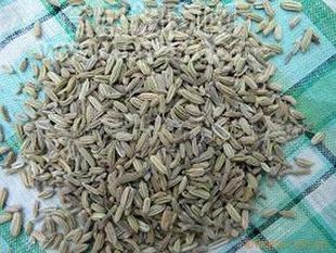 供應(yīng)出口級(jí)小茴香、小茴香粉 Fennel seed