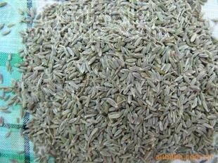 供應(yīng)出口級孜然、孜然粉 Cumin seed