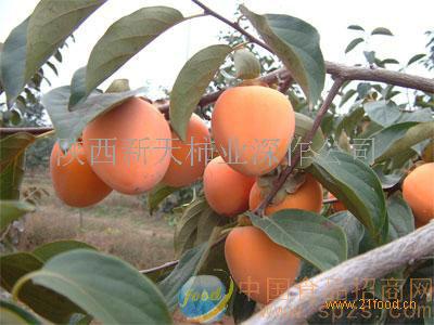庄里一品柿饼
