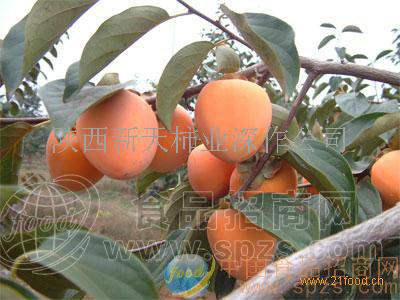 庄里一品柿饼