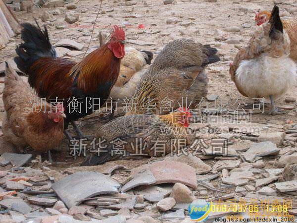 贵州土鸡苗