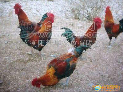 山东土鸡苗