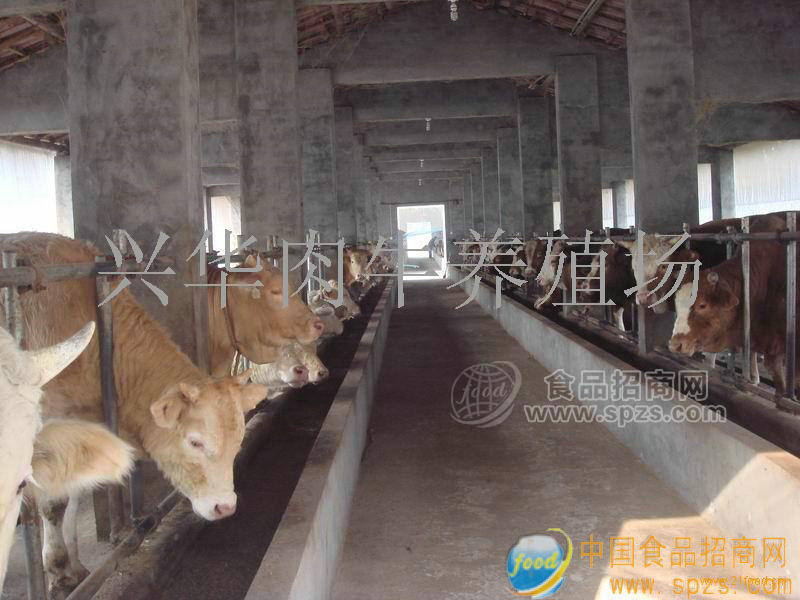供应肉牛