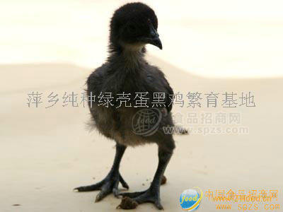 长期纯种绿壳蛋黑鸡苗