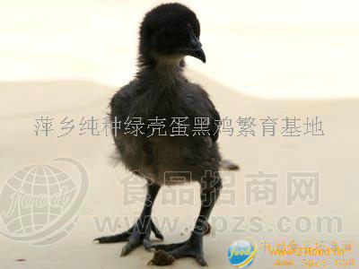 长期纯种绿壳蛋黑鸡苗