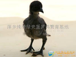 纯种绿壳蛋黑鸡苗