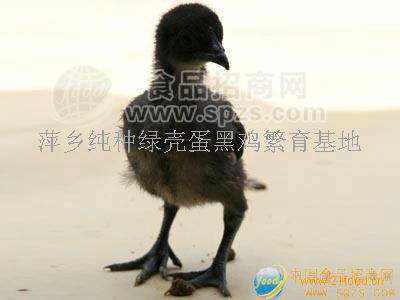 纯种绿壳蛋黑鸡苗