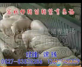 良种杂交仔猪