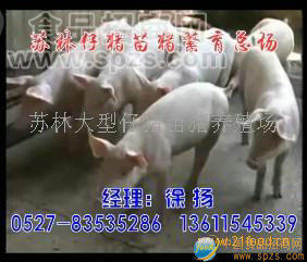 各种仔猪