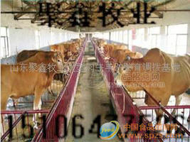 山東聚鑫牧業(yè)優(yōu)質(zhì)肉牛羊驢