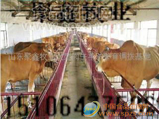 山東聚鑫牧業(yè)優(yōu)質(zhì)肉牛羊驢