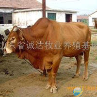 供鲁西黄牛犊
