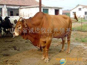 供鲁西黄牛犊