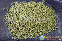綠豆（3.6mm/3.8mm）