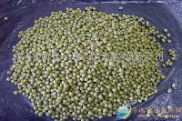 綠豆（2.8mm--3.2mm）