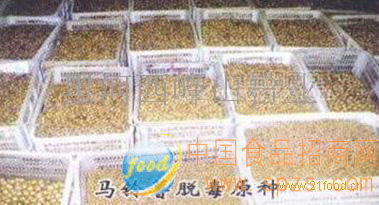 马铃薯种薯