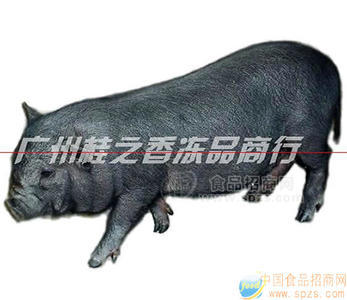 香猪种猪（环江香猪）