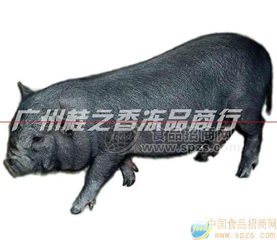 香猪种猪（环江香猪）